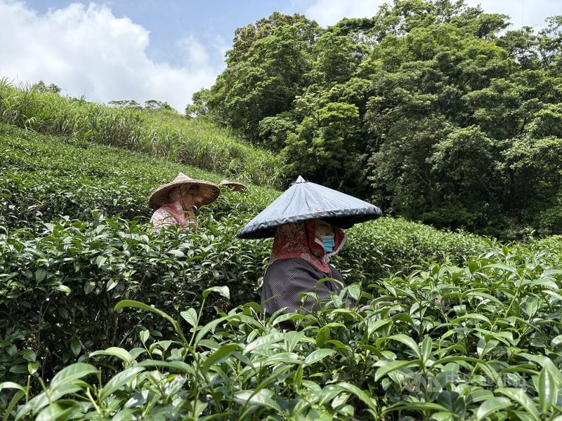 新北市坪林區「淨源茶場」持續與農友合作,以不用藥等有機栽種方式保護土地水源,如今坪林有機茶園的面積已從5公頃一路成長至57公頃,中央社記者曹亞沿攝 115年5月13日