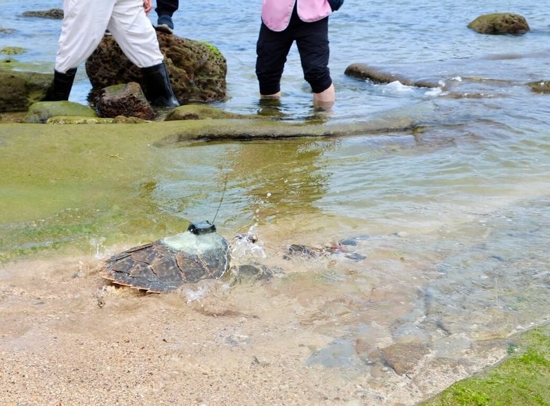 新北市動保處日前在野柳國小舉辦「龜太郎重返大海」活動，玳瑁海龜在師生和各團體的祝福下野放到大海，並裝設衛星發報器追蹤活動路徑及棲地環境。（新北市動物保護處提供）中央社記者黃旭昇傳真  115年5月13日