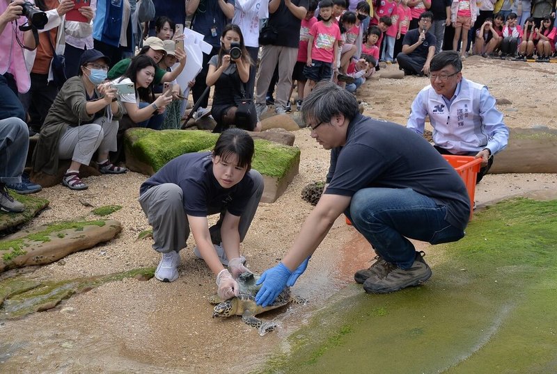 新北市動保處日前在野柳國小野放海龜，與海洋保育署合作，在海龜身上裝設衛星發報器，追蹤野放後的移動路徑與棲息情形，作為海洋保育研究參考。（新北市動物保護處提供）中央社記者黃旭昇傳真  115年5月13日