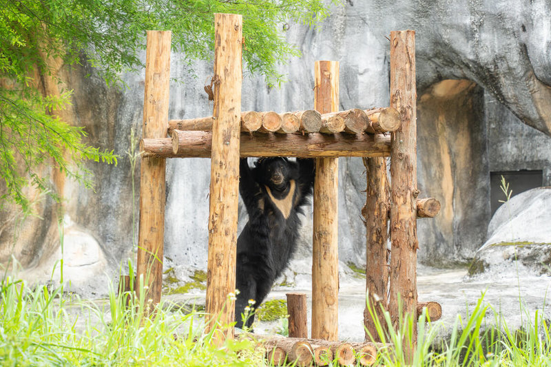 台北市立動物園表示亞洲黑熊「貝兒」搬進溫帶區企鵝館旁戶外場地僅幾個月，已為牠添置棲架，可見牠玩耍、攀爬、大字休息，歡迎遊客前往看牠逗趣模樣。（台北市立動物園提供）中央社記者楊淑閔傳真  115年5月13日