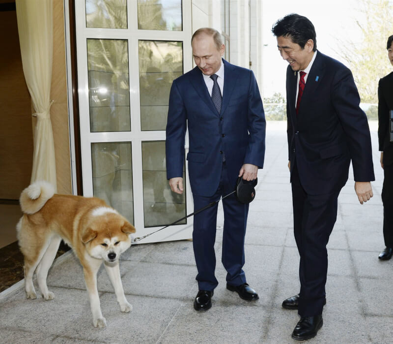 俄羅斯總統普丁（左）和秋田犬「夢」2014年2月與時任日本首相安倍晉三（右）互動。（共同社）