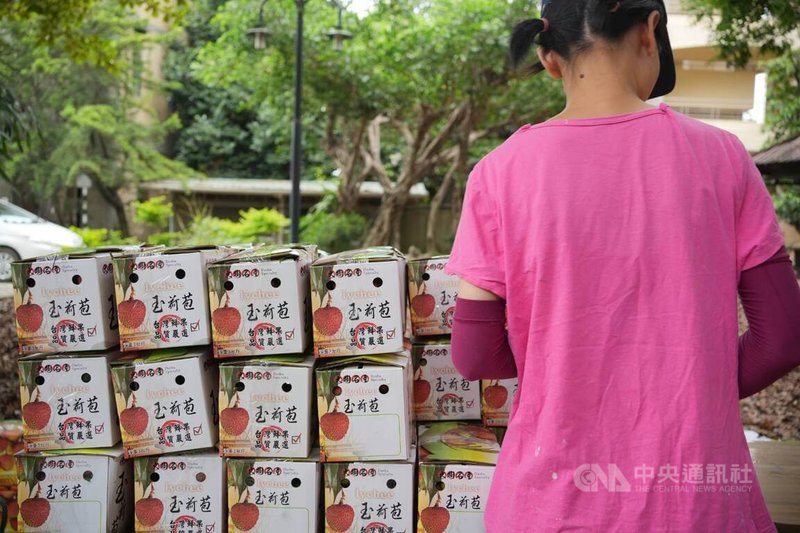 屏東伯大尼之家讓院生參與果園農務,藉此延緩退化。荔枝產季到來,院方也推出玉荷包公益預購方案,預計分裝1000箱,收入將用於院生照護。中央社記者黃郁菁攝 115年5月19日