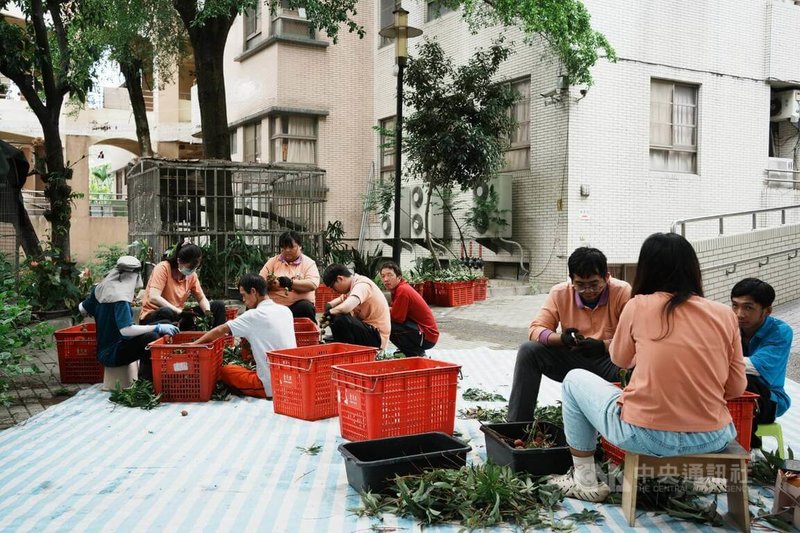 屏東伯大尼之家目前照顧108名院生，其中半數可參與荔枝園工作，作為生活復健與園藝療癒一部分。近期玉荷包收成，院方推出公益預購，院生投入分裝作業。中央社記者黃郁菁攝　115年5月19日
