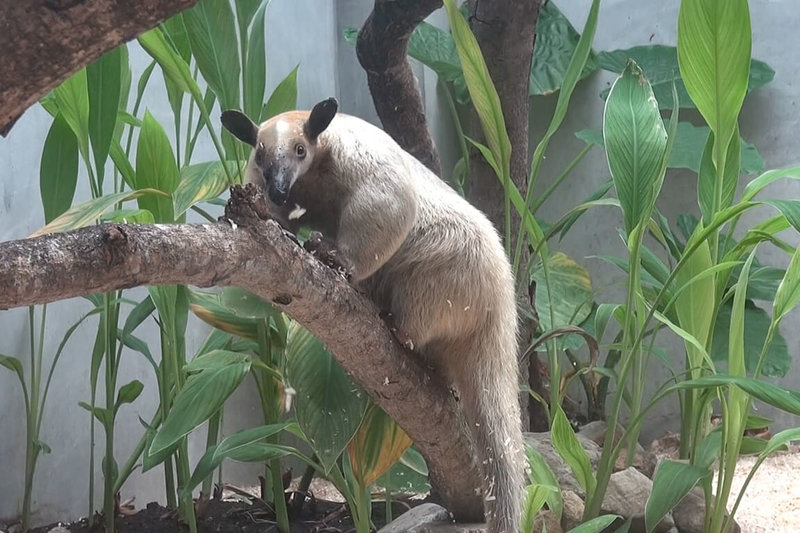 台北市立動物園21日表示,小食蟻獸「黑妞」離家出走,估計3天以來最遠已移動9公里。(台北市立動物園提供)中央社記者陳昱婷傳真 115年5月21日