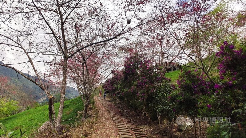 台東縣太麻里金針山行政區域屬太麻里鄉，但土地劃為原保地由原鄉金峰鄉管轄，導致爭議不斷。縣府21日指出，中央法規已修法，可望解決困擾地方數10年的難題。圖為115年3月間金針山櫻花盛開情景。中央社記者盧太城攝　115年5月21日