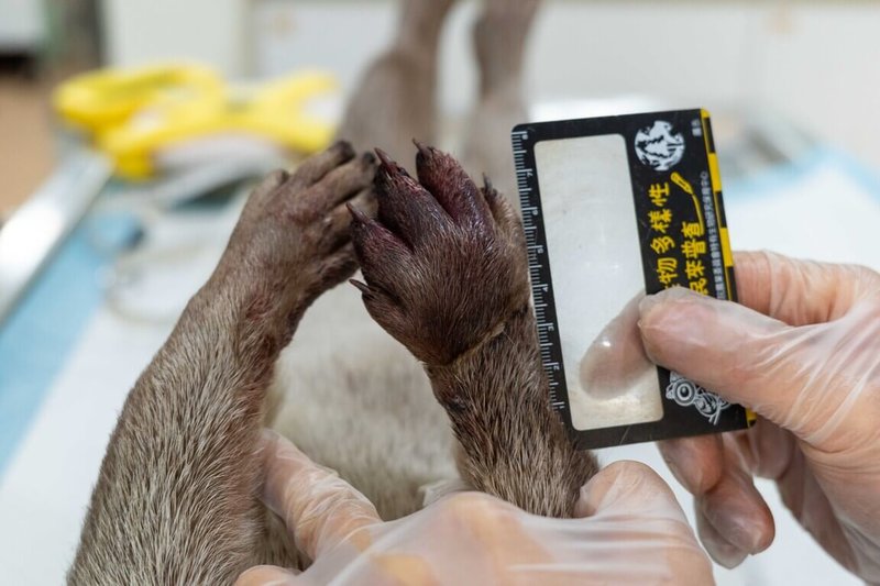 金門3月間有1隻歐亞水獺疑因誤觸套索陷阱死亡，金門縣野生動物救援暨保育協會22日指出，此水獺右前肢腕部有明顯勒痕，導致右掌嚴重腫脹，腫脹腳掌上有啃咬造成小傷口；其餘腳掌指甲全數脫落或磨平，可見生前經過長時間掙扎，證據顯示這隻水獺非常可能是因誤觸套索陷阱而死亡。（金門縣野生動物救援暨保育協會提供）中央社記者吳玟嶸傳真　115年5月22日