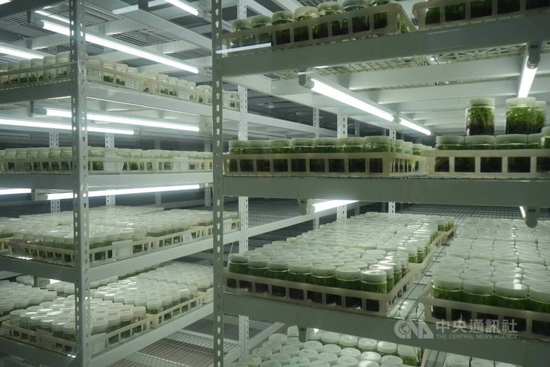 台灣香蕉研究所種苗科研中心成立宗旨為量產健康種苗供給農民，中心完全運作後，預估年產量可增至500萬株。中央社記者黃郁菁攝　115年5月22日