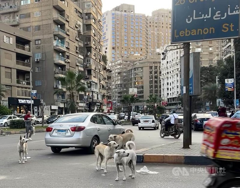 埃及各地近年流浪犬數量增加，開羅市區街道野狗成群，問題層出不窮。埃及政府近日宣布，將啟動全國性流浪狗絕育運動。 中央社記者施婉清開羅攝　115年5月22日
