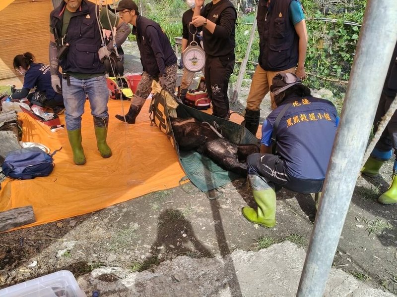 台灣黑熊屢次侵擾花蓮卓溪鄉卓清村民的雞舍,在村民通報林保署花蓮分署,透過架設陷阱成功捕捉,並進行健康檢查。村長何秋明到現場拍照記錄。(何秋明提供)中央社記者李先鳳傳真 115年5月24日