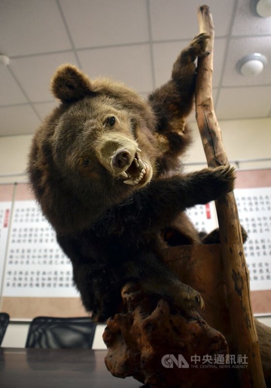 50幾年前,台東縣關山國小校園內有1個規模不小的「動物園」,飼養南橫山區動物,當中人氣最旺的是小黑熊。小黑熊當年逐漸長大後,破壞鐵窗,在校園內遊蕩,社區和學校擔心小黑熊攻擊小朋友,商量後決定射殺並製成標本,繼續陪伴學生。中央社記者盧太城台東攝 115年5月24日