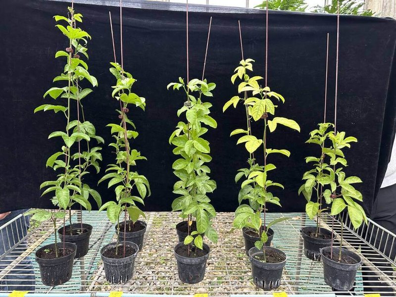 農業部農業試驗所25日發表「百香果藤蔓與栽培後菇包快速堆肥化處理技術」，可將農業資源物快速轉化為兼具堆肥與栽培介質功能的循環資材，並具去除病原菌、誘發自然生成有益微生物，防範病害發生的潛力。（農試所提供）中央社記者汪淑芬傳真　115年5月25日