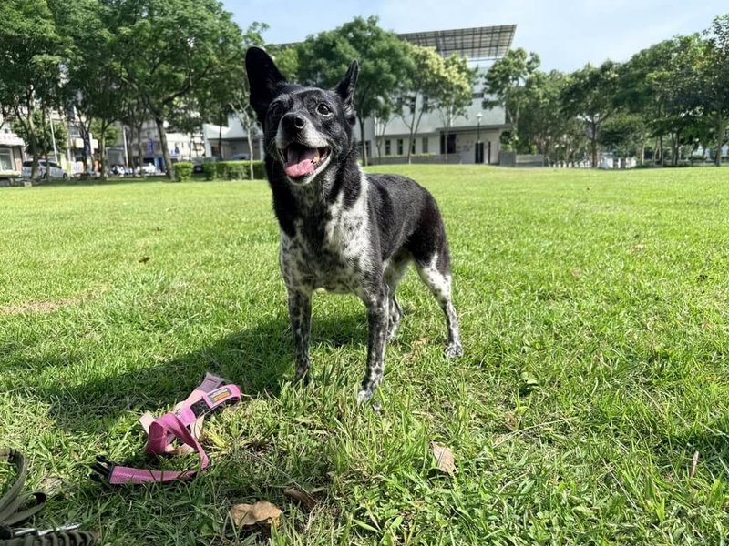 桃園市陳小姐24日帶著飼養12年的米克斯犬「陳美琪」（圖）南下雲林探望公婆，但「陳美琪」卻意外走失。陳小姐在網路發出新台幣50萬元懸賞，吸引許多網友加入協尋。（飼主提供）中央社記者姜宜菁傳真　115年5月25日
