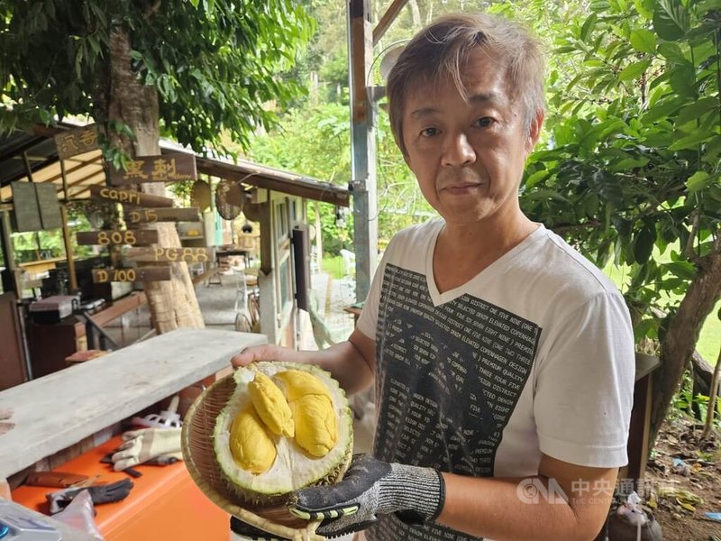 馬來西亞檳城浮羅山背盛產榴槤,圖為浮羅山背的榴槤園主展示濃郁風味、多口感與層次的榴槤。中央社記者黃自強檳城攝 115年5月25日