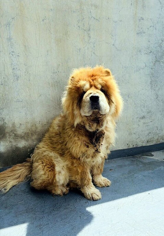 嘉義縣家畜疾病防治所日前救援1隻受困大排水溝的鬆獅犬，雖已辦理寵物登記，但依法通知飼主限期領回犬隻並說明原委，均置之不理，棄養事實明確，裁處新台幣11萬元罰鍰。（嘉義縣家畜所提供）中央社記者黃國芳傳真　115年5月25日