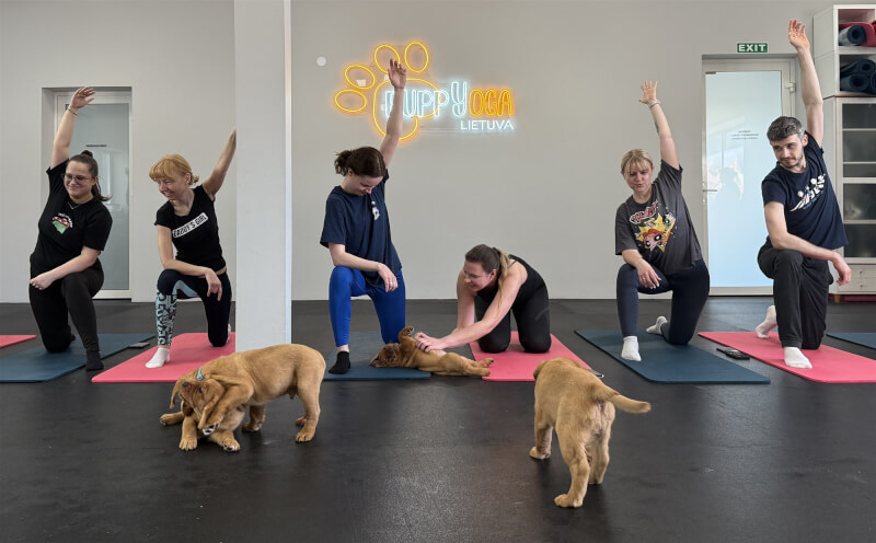 幼犬瑜伽是一種結合瑜伽與幼犬互動的運動形式，近年在立陶宛逐漸興起並受到歡迎。