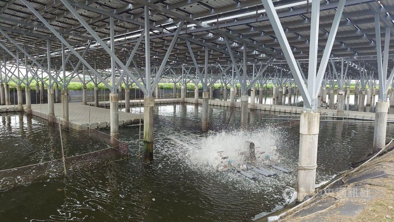 台泥嘉謙綠能在2018年設置嘉義漁電共生案場（圖），但案場F區4戶養殖戶中，有1戶僅進場F區養殖3個月，2024年底嘉義縣政府以「無養殖事實」為由，廢止許可。近日F區案場內養殖戶與地主向法院訴訟，要求縣府撤除處分。中央社記者蔡智明攝　115年5月27日