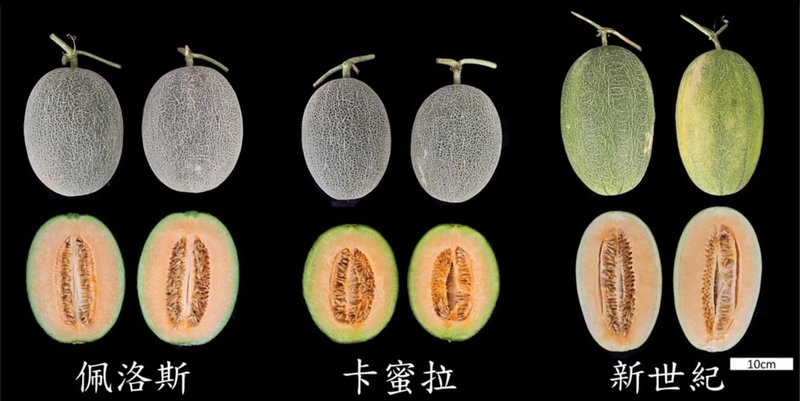 花蓮農改場27日介紹新品種哈蜜瓜「佩洛斯」（左），適合宜蘭露天生產，於瓜果外觀、產量及品質表現都超乎水準，生產穩定性優於慣用品種「新世紀」與「卡蜜拉」。（花蓮農改場提供）中央社記者汪淑芬傳真　115年5月27日