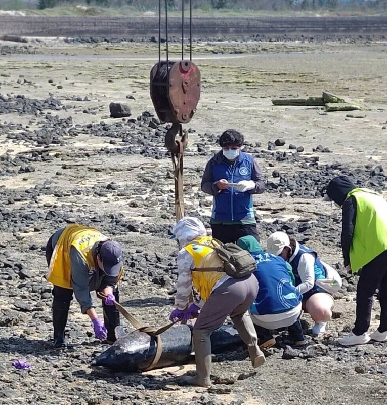 澎湖縣湖西鄉青螺濕地27日發現有3隻淺灘死亡的熱帶斑海豚，將交由中華鯨豚協會進行解剖比對，以了解真正死因並比對動物身分。（澎湖縣農漁局提供）中央社　115年5月27日