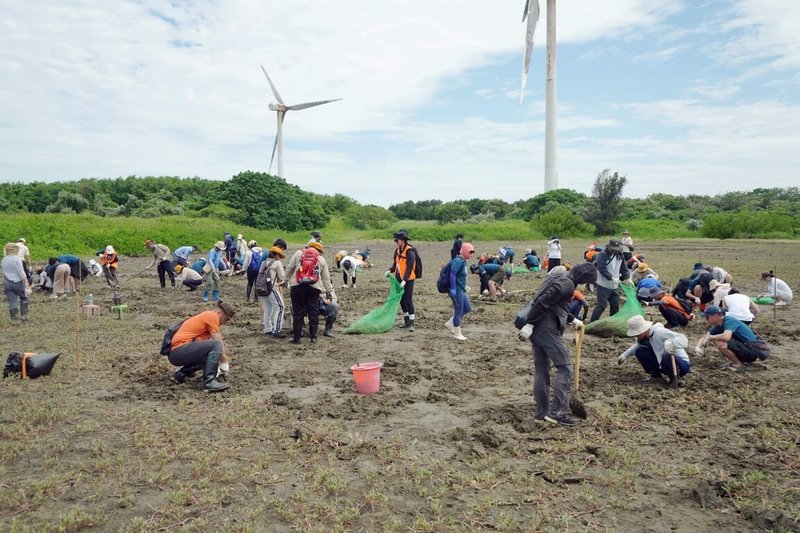 新竹市政府號召企業，攜手推動香山濕地棲地復育已逾1年，有科技公司號召企業員工走入香山濕地，清除外來種海濱植物海馬齒，為招潮蟹打造更適合生存的家園。（新竹市政府提供）中央社記者魯鋼駿傳真　115年5月28日