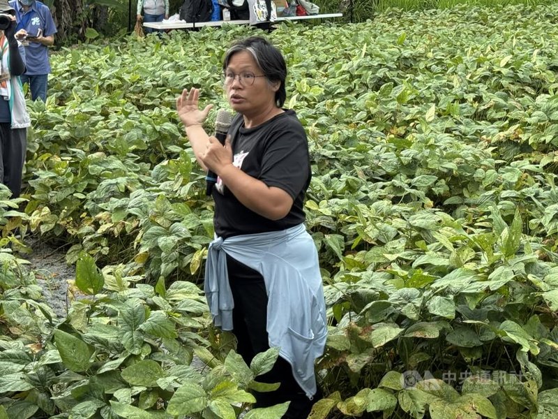 花蓮縣光復鄉邦查農場在堰塞湖洪災中嚴重受損，負責人蘇秀蓮（圖）透過農業部輔導協助改良土壤，於土砂淹沒約40公分處的農地成功復耕大豆、辣椒及萵苣等。中央社記者張祈攝　115年5月29日
