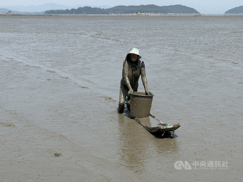 位於韓國全羅南道高興郡的竹岩里泥灘因為深厚泥灘環境,一般人難以踏入,船隻也無法駛入,因此發展出用泥灘木筏撈捕的傳統作業方式,採用全手工,避免機器捕撈小型生物。中央社記者楊啟芳高興郡攝 115年5月30日