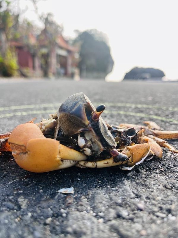 一隻陸蟹在小琉球環島公路厚石段遷徙途中遭路殺。該路段因抱卵母蟹路殺情形全島最嚴重，2026年志工會在陸蟹繁殖季新月前後晚間7至11時，守護陸蟹過馬路。（小琉球陸蟹志工提供）中央社記者黃郁菁傳真　115年5月31日