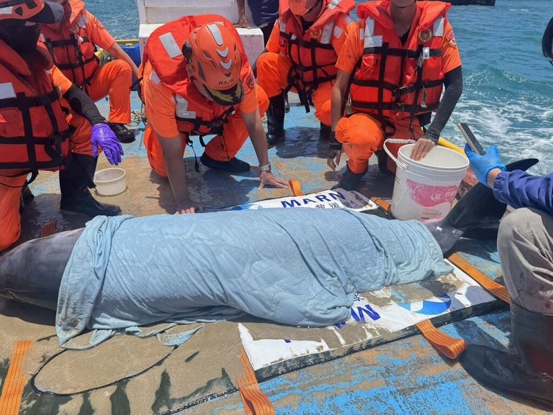 澎湖海域是鯨豚洄游的路徑之一,1隻「侏儒抹香鯨」1日擱淺在西嶼赤馬西舊港岸際,海保署及農漁局保育人員現場檢視,該鯨豚身體無明顯外傷,僅魚鰭部位有小傷口。(澎湖第七岸巡隊提供)中央社 115年6月1日