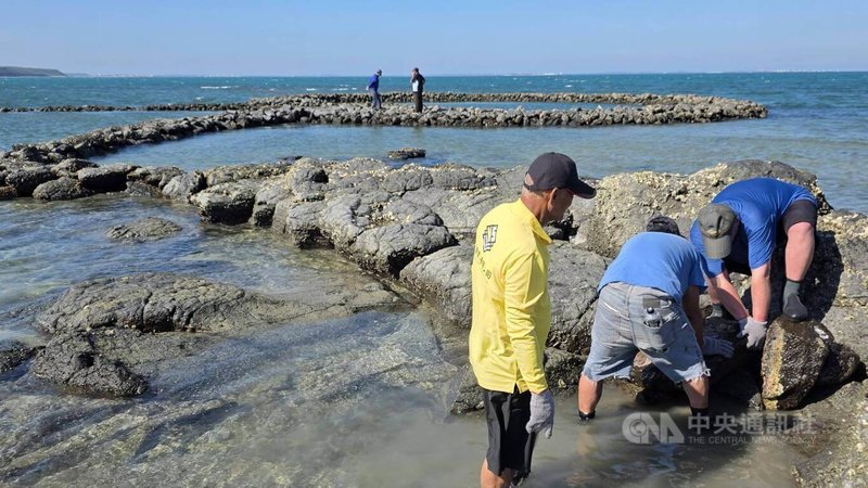 澎湖「牛心灣石滬」擁有百年以上歷史，西嶼鄉公所與赤馬社區聯手，1日起展開為期60天的修護，為保護石滬文化資產盡心力。中央社　115年6月1日