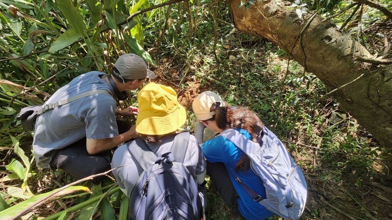 林保署南投分署等單位2日在魚池鄉野放屬瀕危動物的魚池琴蛙；南投分署指出，先前將魚池琴蛙蝌蚪透過人工圈養繁殖增加數量，等到蝌蚪長大後，再將牠們帶往新棲地進行野放。（南投分署提供）中央社記者吳哲豪傳真　115年6月2日