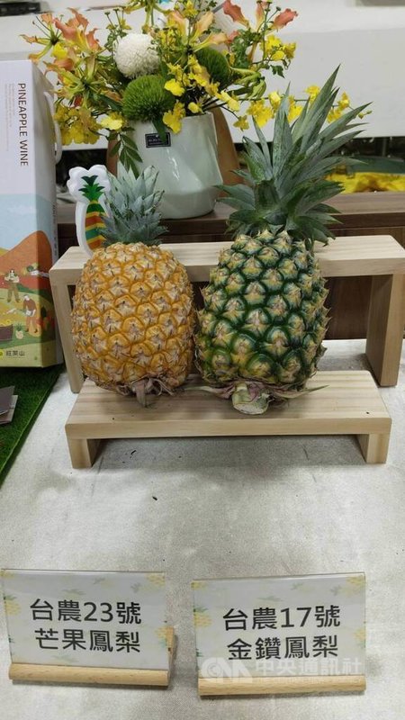 「台農17號」（金鑽鳳梨）（右）是目前外銷主力品種，農業部農業試驗所3日指出，近幾年的新品種「台農23號」（芒果鳳梨）（左）較「台農17號」具備更佳的耐雨性、耐貯運性及更長的櫥架壽命，可補足夏季多雨期間果實品質與供應的缺口。中央社記者汪淑芬攝　115年6月3日