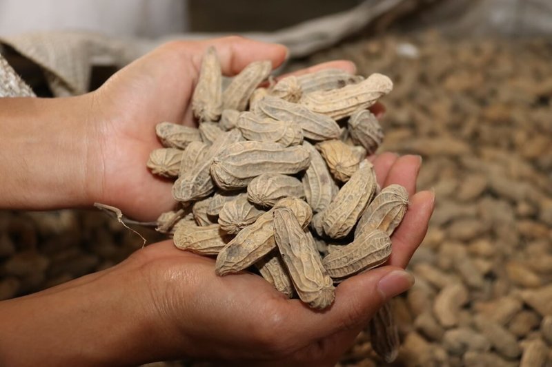 農業部4日預告「限制輸出之植物種苗貨品品項」修正草案，管制落花生種子出口，防範優良品種外流，有效保障國產花生的獨特性，讓珍貴的科研成果效益，實質留給台灣本土的花生農民。（農業部提供）中央社記者汪淑芬傳真  115年6月4日