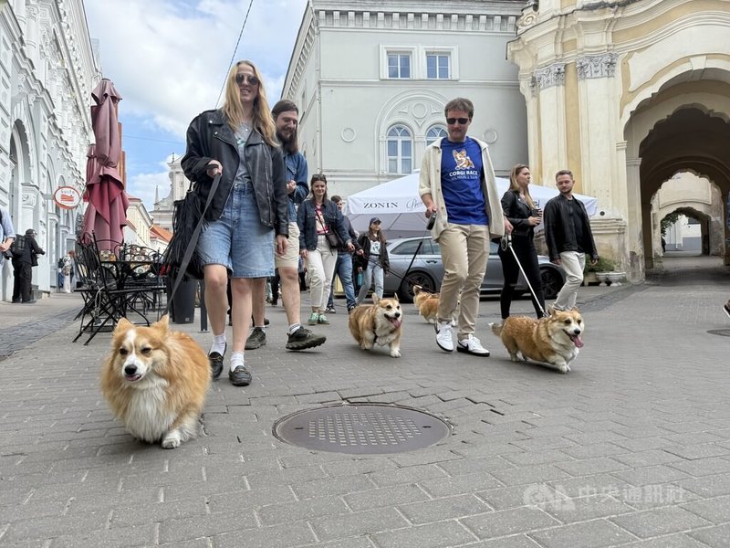 「短腿遊行」活動上，數十隻柯基犬與飼主沿街行進，吸引不少遊客駐足圍觀、拍照。中央社記者游堯茹維爾紐斯攝　115年6月5日