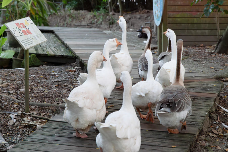 台北市立動物園5日表示，22日起將閉園10天進行修繕作業，不對外開放，提醒民眾別撲空。圖為家鵝在展區中漫步。（台北市立動物園提供）中央社記者陳昱婷傳真　115年6月5日