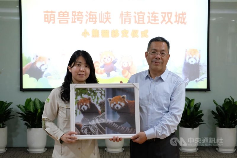 雙城論壇2隻小貓熊的移交儀式5日在上海動物園舉行，由上海動物園園長裴恩樂向台北市動物園研究員王怡敏移交小貓熊飼養資料與照片。中央社記者廖文綺上海攝 115年6月5日
