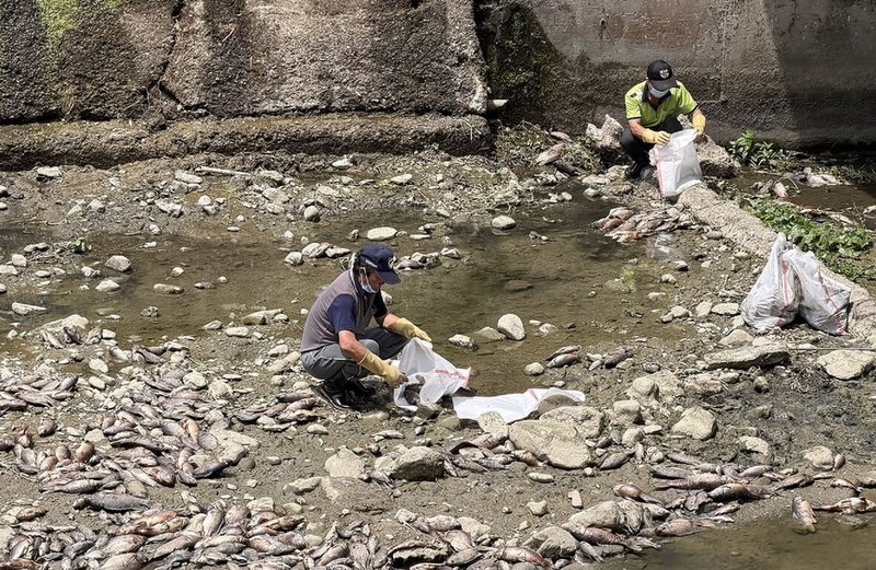 近期天氣炎熱，南投縣埔里鎮民生橋下方河床3日出現大量魚屍，南投縣環保局檢測排除氰化物、廢水汙染，4日派員會同巡守隊志工戴著口罩及手套，沿河床一尾一尾撿拾。（南投縣環保局提供）中央社記者蕭博陽南投縣傳真　115年6月5日