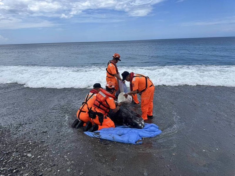 屏東縣牡丹鄉旭海岸際7日發現1隻擱淺花紋海豚，海巡人員進行扶正、保濕等緊急處置。（海巡署提供）中央社記者李卉婷傳真　115年6月7日