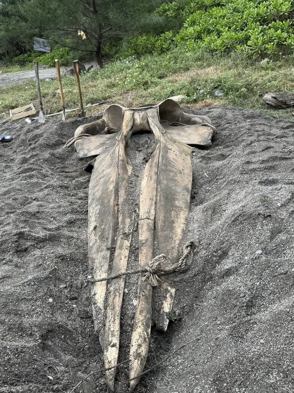 花蓮秀林崇德海岸3月發現1隻死亡的長須鯨，頭型長且窄，經過1個半月的掩埋腐化，頭骨已完好呈現。（科博館提供）中央社記者趙麗妍傳真 115年6月7日