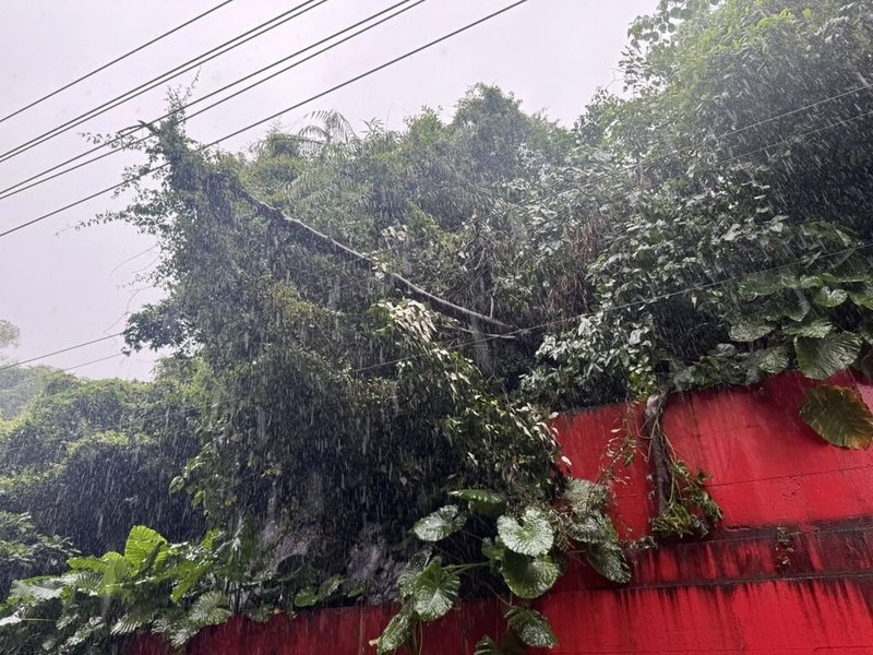 疑受持續強降雨影響，基隆市中山區中和路170號附近樹幹9日傾倒，壓到當地高壓纜線。基隆市政府與台灣電力公司基隆區營業處獲報後，立即派員前往搶修。（基隆市議員施偉政提供）中央社記者沈如峰基隆傳真　115年6月9日