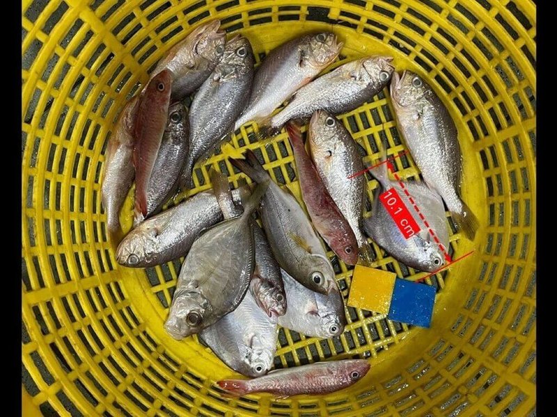 綠色和平組織10日公布2023至2025年的台灣沿近海魚類調查報告，指因過度捕撈，大魚正在消失，捕獲小魚的比例逐年增加。（綠色和平提供）中央社記者汪淑芬傳真  115年6月10日