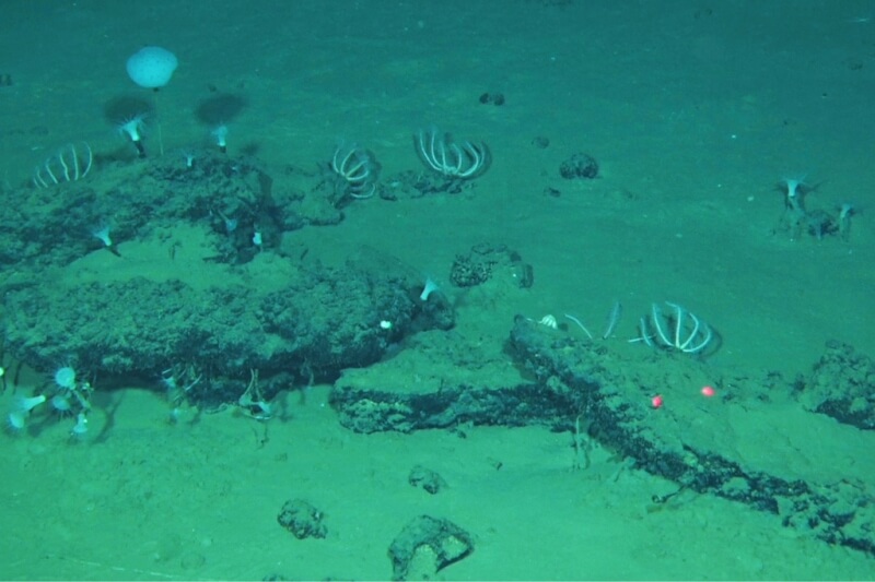 海洋科學家於澳洲近海印度洋國際水域，發現一處「鯨魚墳場」，是目前為止被發現位於海底最深處的墳場，也是累積鯨魚遺體或遺骸數量最多的區域。（美聯社）