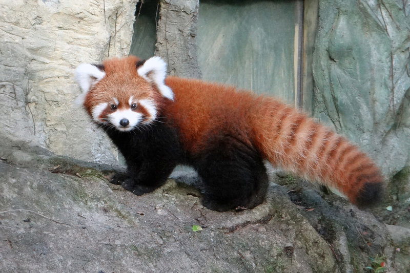 台北市立動物園11日表示，小貓熊「奇奇」已抵達新加坡動物園，盼順利繁衍下一代，幫助維持瀕危物種域外保育族群的數量與基因多樣性。（台北市立動物園提供）中央社記者陳昱婷傳真　115年6月11日