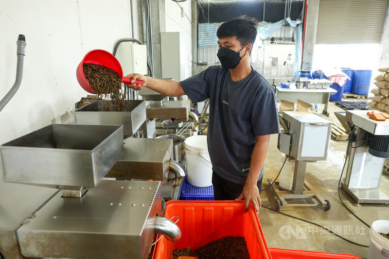 黑水虻被稱為「廚餘終結者」,但餐飲高層分析,黑水虻雖具潛力,要走向大規模商業化仍有不少挑戰,包括前處理系統建置、養殖環境管理,以及後端產品市場開發等問題。中央社記者王騰毅攝 115年6月12日