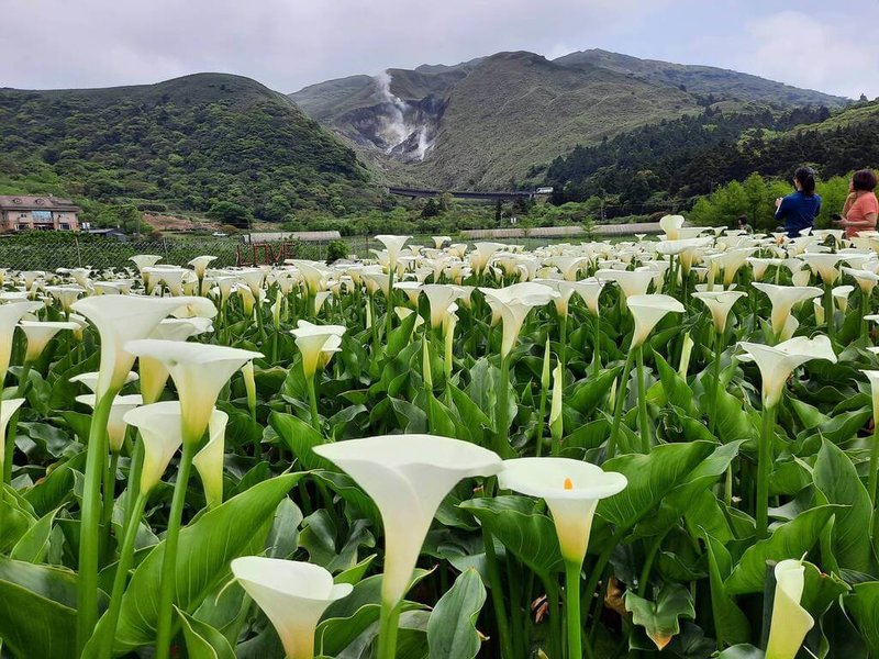 目前正值陽明山海芋季與繡球花季，國家公園署14日表示，陽明山國家公園管理處長年推動友善農業輔導計畫，實踐花卉減藥，有8名農友以「全程不用農藥及化學肥料」種植海芋。圖為陽明山海芋花季一景。（國家公園署提供）中央社記者高華謙傳真 115年6月14日