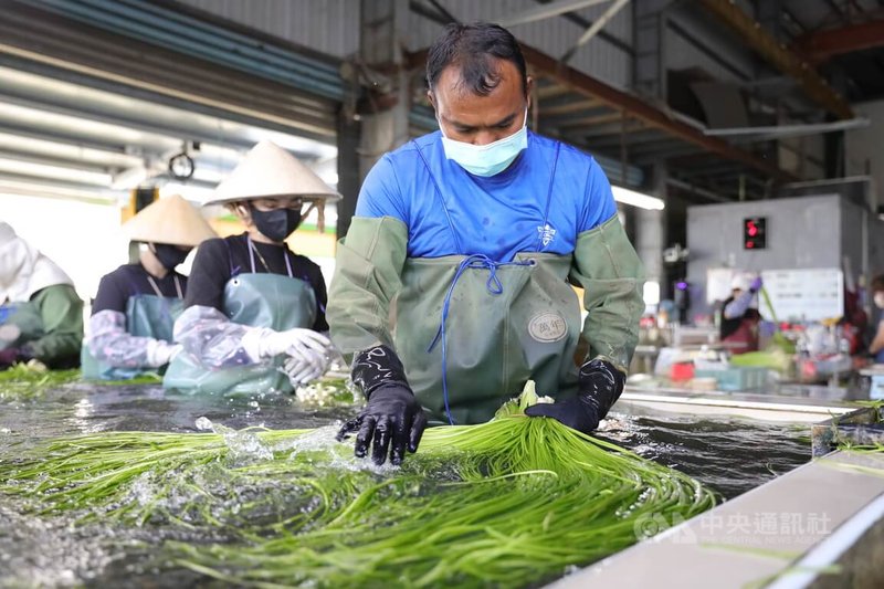45歲泰籍移工康財在高雄美濃農場中熟練地處理野蓮。對他而言，這片異鄉農村不僅是打拚之地，與泰國鄉下相似風景，早已成為他第二個家。中央社記者張已亷攝 115年6月14日