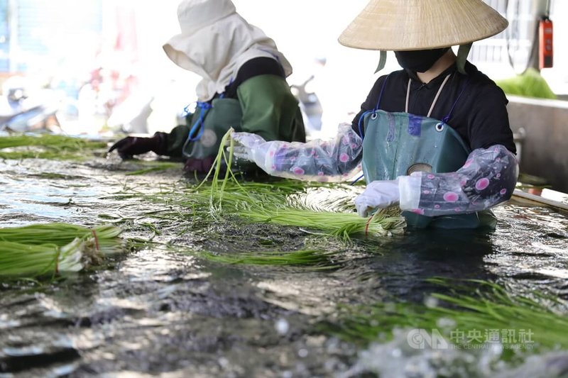 水中「綠金」野蓮在種植、採收、洗滌等流程，都需要農工穿戴連身青蛙裝、手套等，長時間待在水中，有誘發皮膚病、細菌感染等風險。中央社記者張已亷攝 115年6月14日