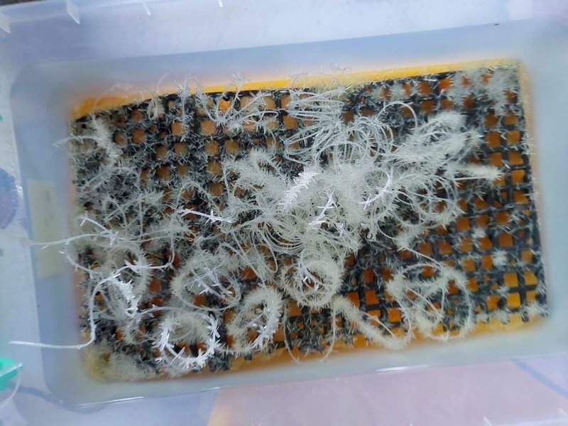 桃園地方檢察署偵辦製毒集團案近日偵結，起訴樊姓男子、林姓男子涉嫌製造依托咪酯，並分別求刑15年及12年。圖為檢調查扣依托咪酯成品，避免流入市場。（桃園地方檢察署提供）中央社記者吳睿騏桃園傳真　115年6月15日