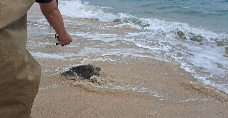 澎湖農漁局配合世界海龜日,16日在嵵裡海灘野放海龜,7隻保育海龜在風雨中奮勇游向大海,以行動落實海洋生態保育。(澎湖農漁局提供)中央社 115年6月16日