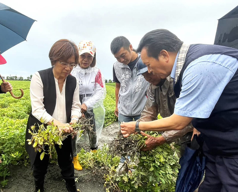 彰化縣長王惠美（左）16日傍晚前往大城鄉關心花生災損表示，連日降雨導致成熟花生長時間浸泡於高含水量土壤中，出現植株腐爛、果實發芽等，希望中央政府盡快核定災害救助。（彰化縣政府提供）中央社記者鄭維真傳真　115年6月16日