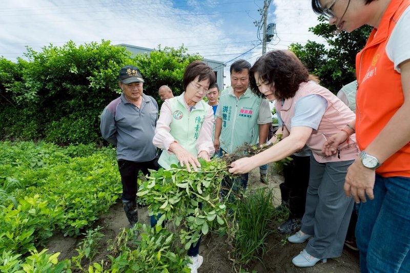 連日降雨導致彰化縣大城鄉、芳苑鄉等一期花生泡水，民進黨立委陳素月（前左）等人17日前往會勘，她要求農業部盡速將彰化縣花生納入天然災害救助品項。（陳素月團隊提供）中央社記者鄭維真傳真　115年6月17日
