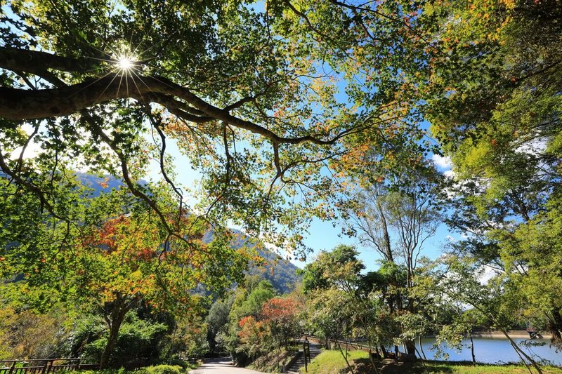 慶祝奧萬大國家森林遊樂區開園32週年，農業部林業及自然保育署南投分署推出優惠入園，7月1日至7月5日，門票只要新台幣10元。（黃俊豪提供）中央社記者蕭博陽南投縣傳真　115年6月18日